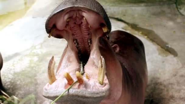 Hippopotame mangeant de l'herbe — Video