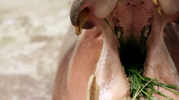 Гиппопотамы едят траву — стоковое видео