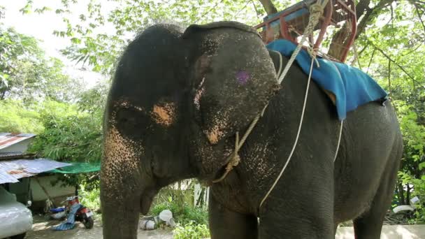 Elefante descansando después de safari — Vídeo de stock