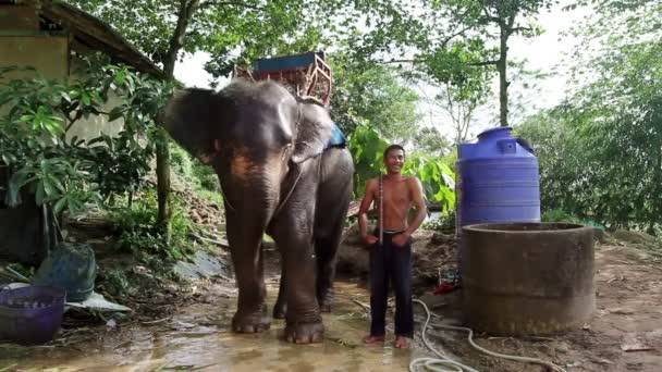Слон и водитель — стоковое видео