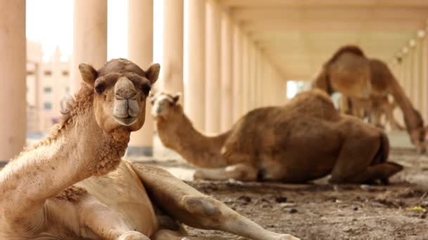Camello en el desierto — Vídeo de stock