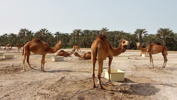 Верблюд в пустыне — стоковое видео