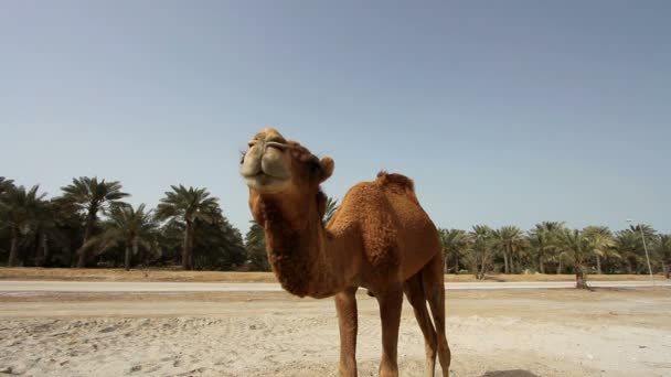 Camello en el desierto — Vídeos de Stock