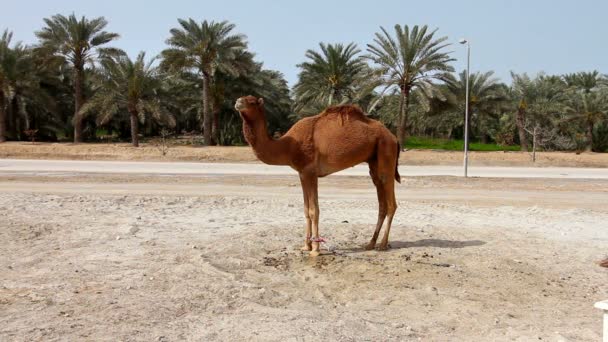 Camelo no deserto — Vídeo de Stock