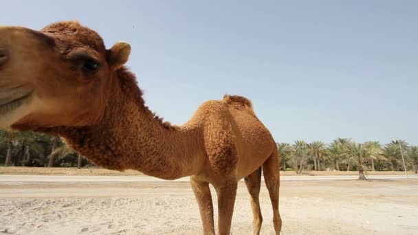 Camello en el desierto — Vídeos de Stock