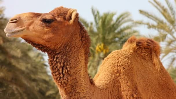 Camel in desert — Stock Video