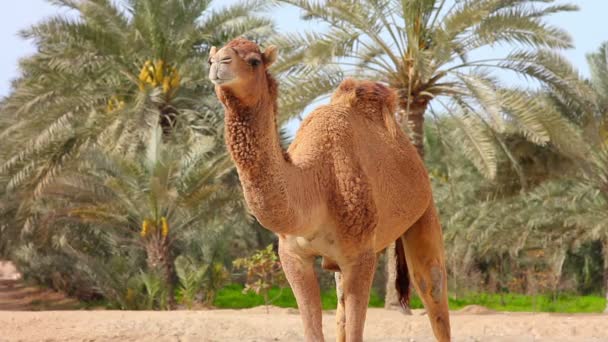 Camelo no deserto — Vídeo de Stock