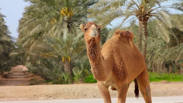 在沙漠中的骆驼 — 图库视频影像