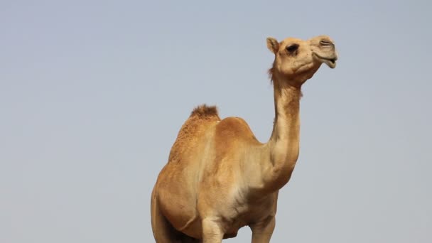 Camello en el desierto — Vídeos de Stock