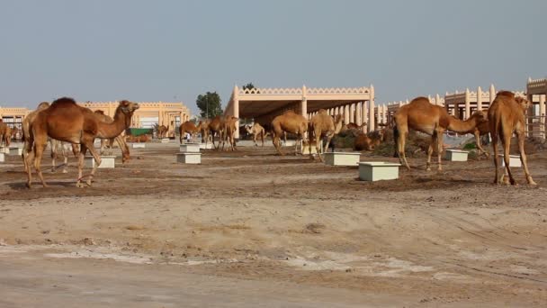 Camello en el desierto — Vídeos de Stock