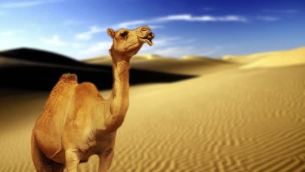 Camel in desert — Stock Video