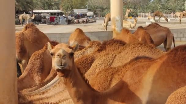 Fazenda de camelos no Bahrein — Vídeo de Stock