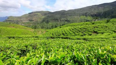 Sri lanka çay bahçesi nuwara eliya dağlarda