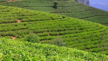 Sri lanka çay bahçesi nuwara eliya dağlarda