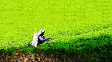 sri Lanka çay toplama işçisi
