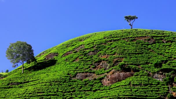 Sri lanka çay bahçesi nuwara eliya dağlarda — Stok video