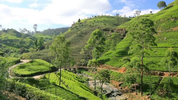 Sri Lanka té jardín montañas en nuwara eliya — Vídeos de Stock