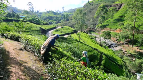 Munkavállaló kitárolási tea — Stock videók