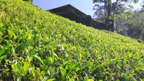 Sri lanka çay bahçesi nuwara eliya dağlarda — Stok video