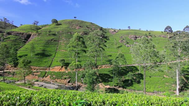 Sri Lanka té jardín montañas en nuwara eliya — Vídeos de Stock