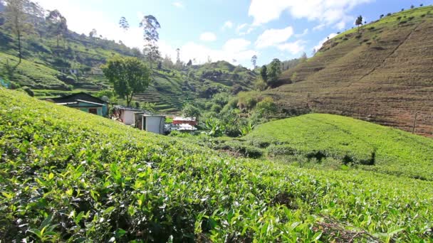 Шрі-Ланка чайному саду гори в район Нувара — стокове відео