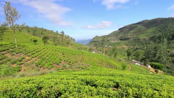 Sri Lanka té jardín montañas en nuwara eliya — Vídeo de stock