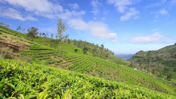 Sri Lanka té jardín montañas en nuwara eliya — Vídeo de stock