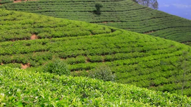 Sri Lanka chá jardim montanhas em nuwara eliya — Vídeo de Stock