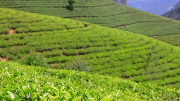 Шрі-Ланка чайному саду гори в район Нувара — стокове відео