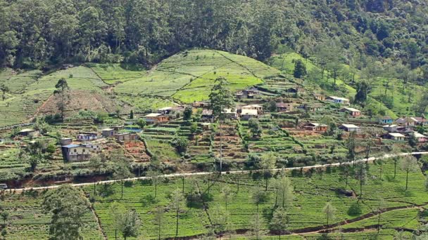 Sri Lanka chá jardim montanhas em nuwara eliya — Vídeo de Stock