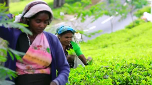 Worker picking tea — Stock Video
