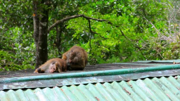 Macacos limpeza piolho em sri lanka — Vídeo de Stock