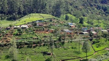 Sri lanka çay bahçesi nuwara eliya dağlarda