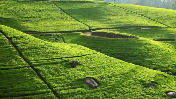 Sri lanka Theetuin bergen in nuwara eliya — Stockvideo