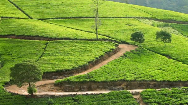 Sri Lanka chá jardim montanhas em nuwara eliya — Vídeo de Stock