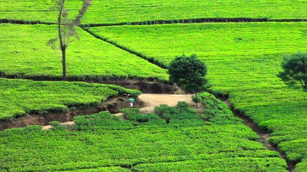 Sri lanka Theetuin bergen in nuwara eliya — Stockvideo