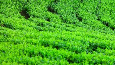 Sri lanka çay bahçesi nuwara eliya dağlarda