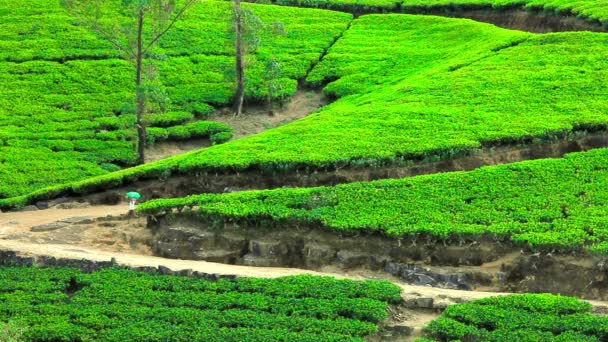 Sri Lanka giardino del tè montagne a nuwara eliya — Video Stock