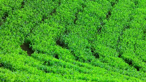Sri lanka çay bahçesi nuwara eliya dağlarda — Stok video
