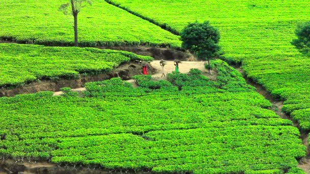 Sri Lanka giardino del tè montagne a nuwara eliya — Video Stock