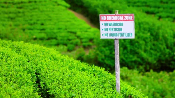 Organic tea garden in sri lanka — Stock Video