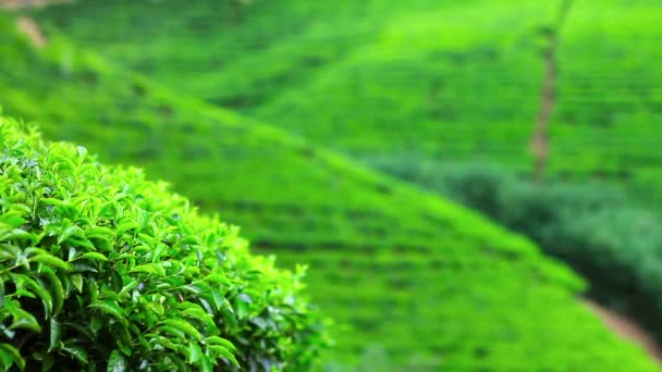 Sri Lanka tea garden mountains in nuwara eliya — Stock Video