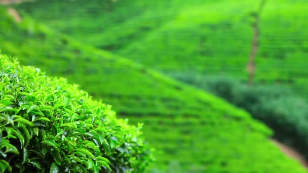 srílanský čaj zahradní hory v nuwara eliya