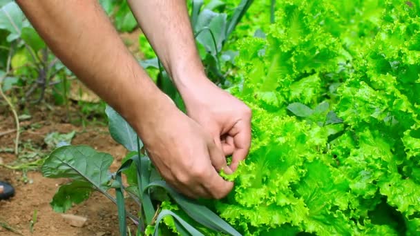 Agricultor que controla a alface verde — Vídeo de Stock