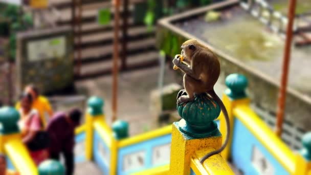 Opice v batu Jeskynní chrám v Malajsii — Stock video