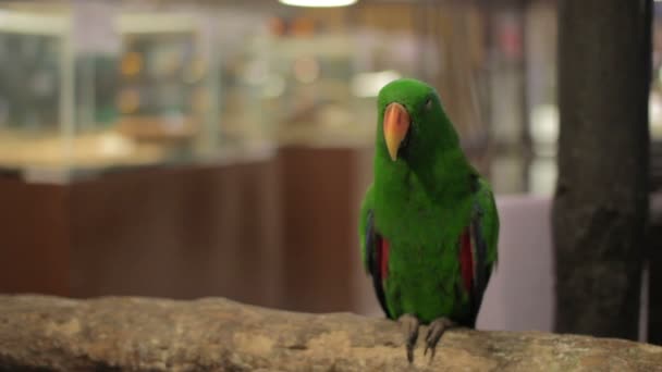 Papagájmadár — Stock videók