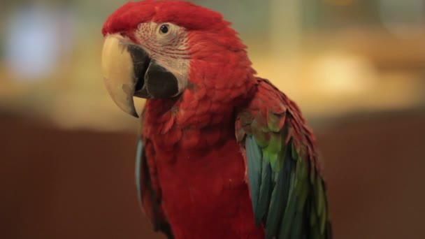 Parrot bird — Stock Video