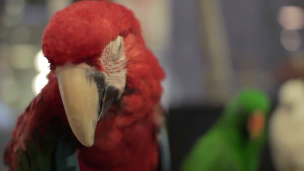 Папуга птах — стокове відео