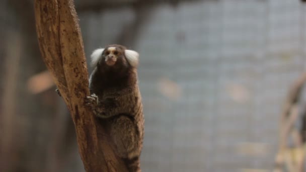 Macaco muito pequeno no zoológico — Vídeo de Stock