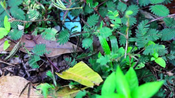 Shy plant: mimosa pudica. — Stock Video